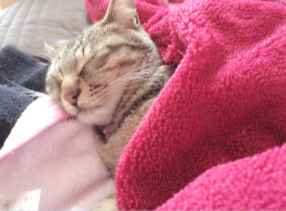 кот заснул под одеялом